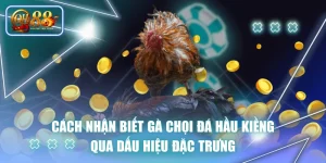 Cách Nhận Biết Gà Chọi Đá Hầu Kiềng Qua Dấu Hiệu Đặc Trưng