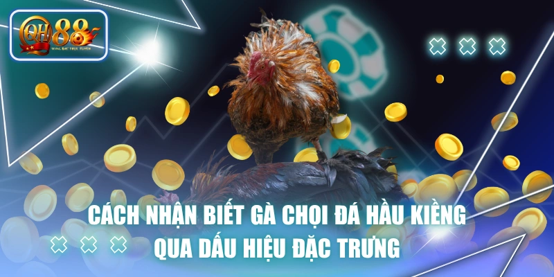 Cách Nhận Biết Gà Chọi Đá Hầu Kiềng Qua Dấu Hiệu Đặc Trưng