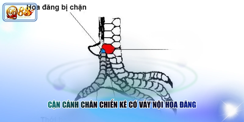 Cận cảnh chân chiến kê có vảy nội hoa đăng