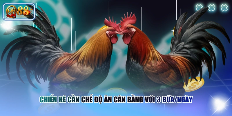Chiến kê cần chế độ ăn cân bằng với 3 bữa/ngày