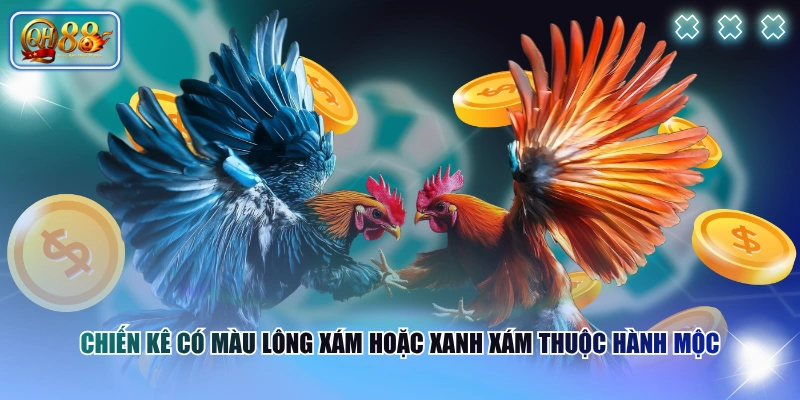 Chiến kê có màu lông xám hoặc xanh xám thuộc hành Mộc