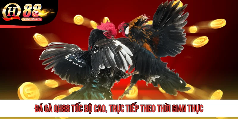 Đá gà QH88 tốc độ cao, trực tiếp theo thời gian thực