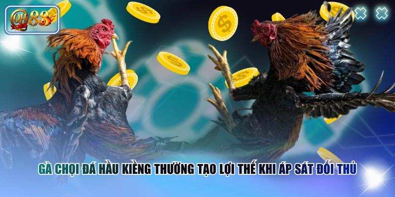 Gà chọi đá hầu kiềng thường tạo lợi thế khi áp sát đối thủ