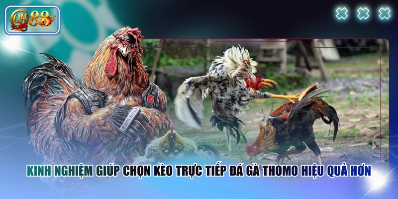 Kinh nghiệm giúp chọn kèo trực tiếp đá gà Thomo hiệu quả hơn