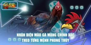 Nhận Diện Màu Gà Mạng Chính Xác Theo Từng Mệnh Phong Thủy