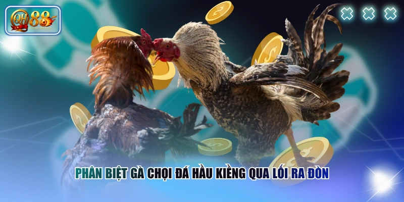 Phân biệt gà chọi đá hầu kiềng qua lối ra đòn